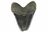 Bargain, Fossil Megalodon Tooth - South Carolina #180876-2